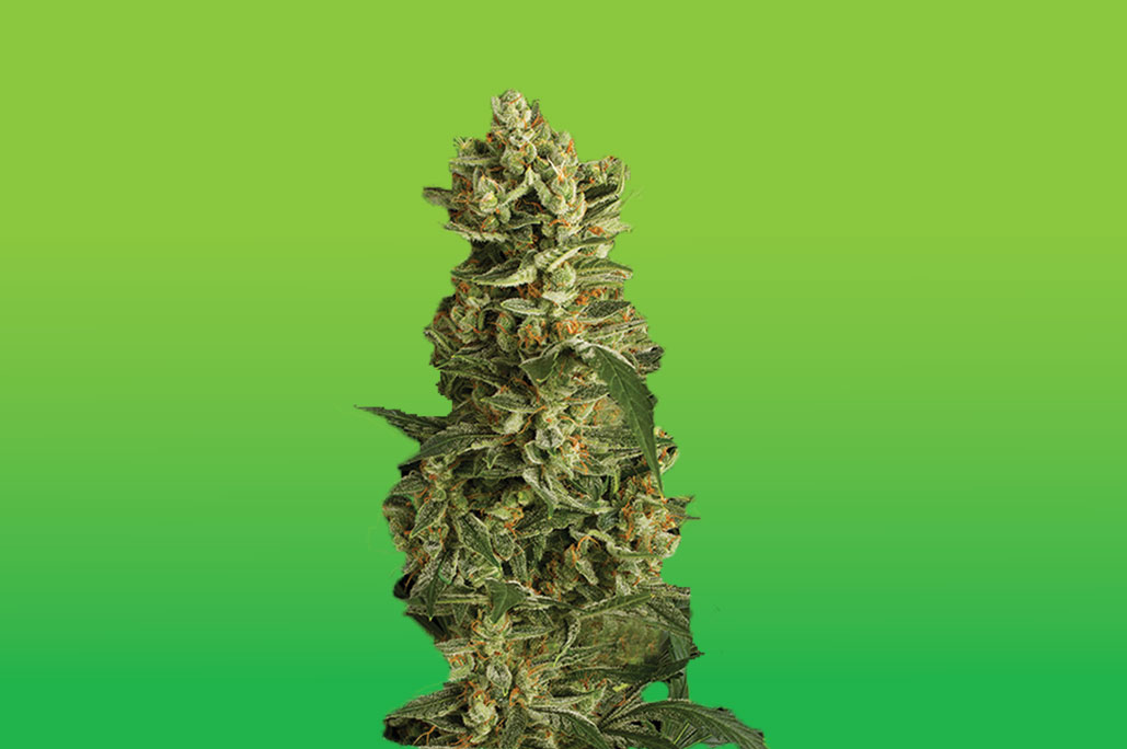 An image of Amnesia Haze Auto