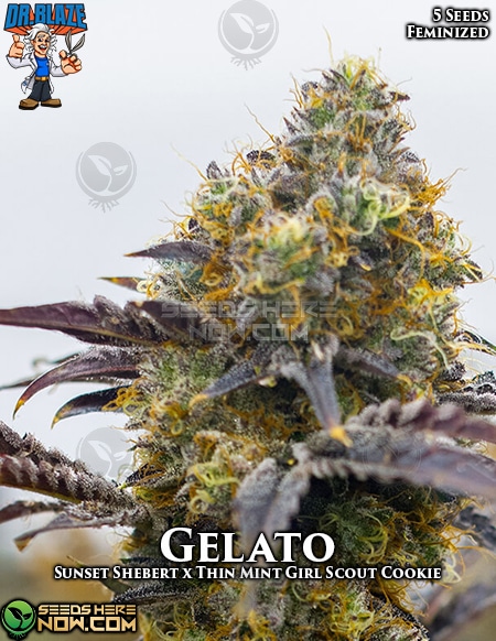 An image of Gelato