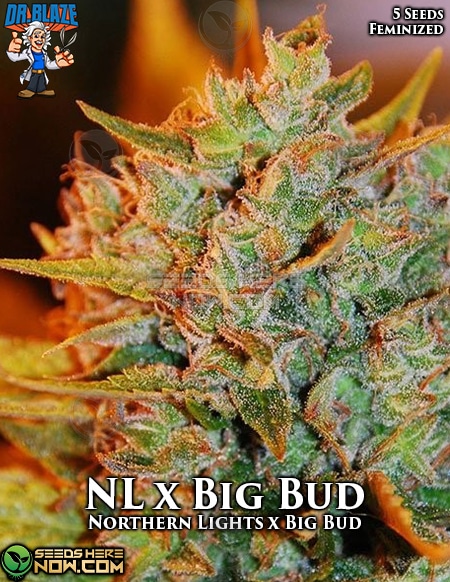 An image of Northern Lights x Big Bud