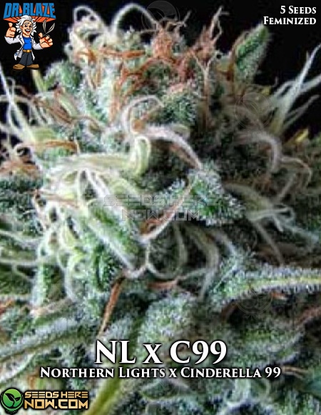 An image of Northern Lights x Cinderella 99