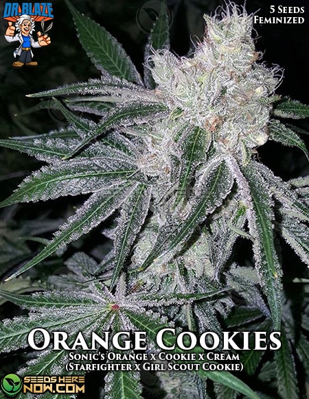 An image of Orange Cookies