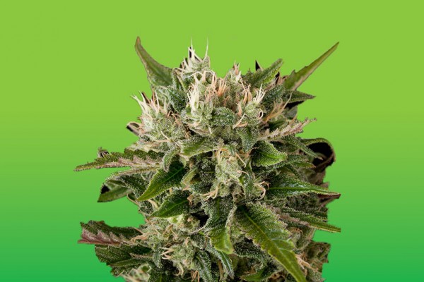 An image of Sour Diesel Auto