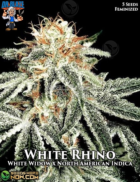 An image of White Rhino