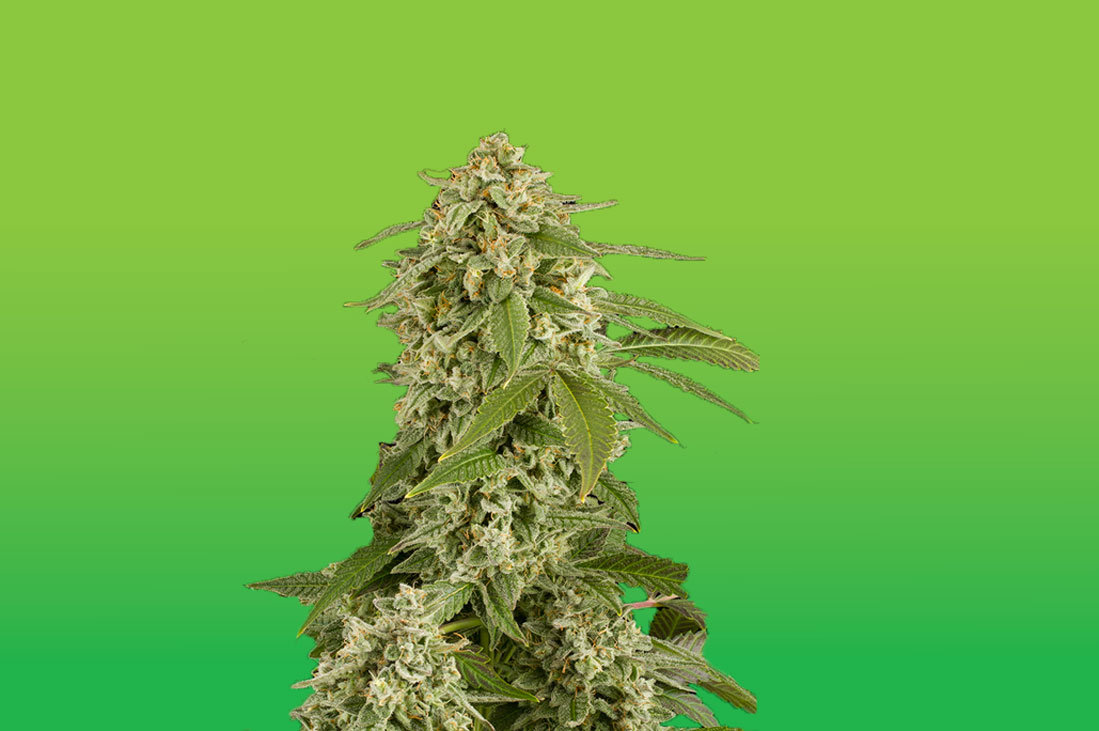 An image of White Widow Auto