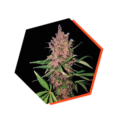 An image of Red Genetic