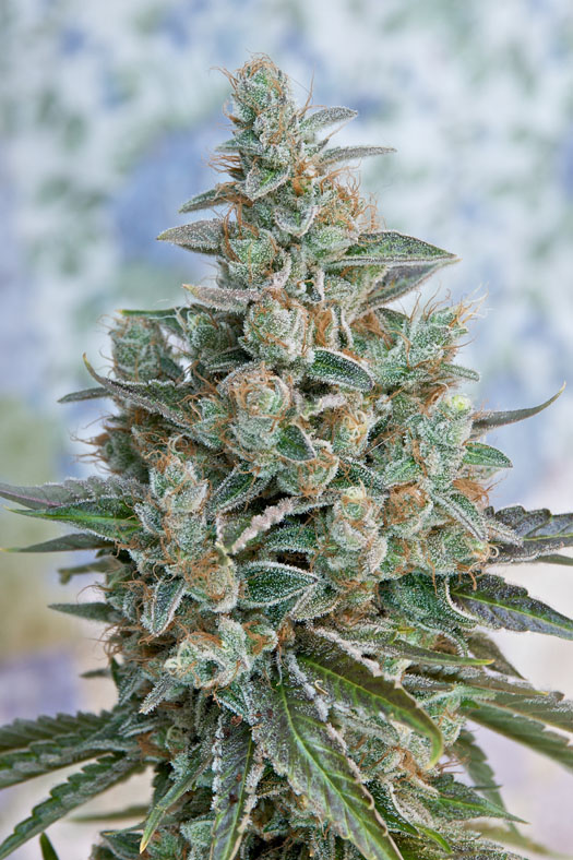An image of Bubba OG