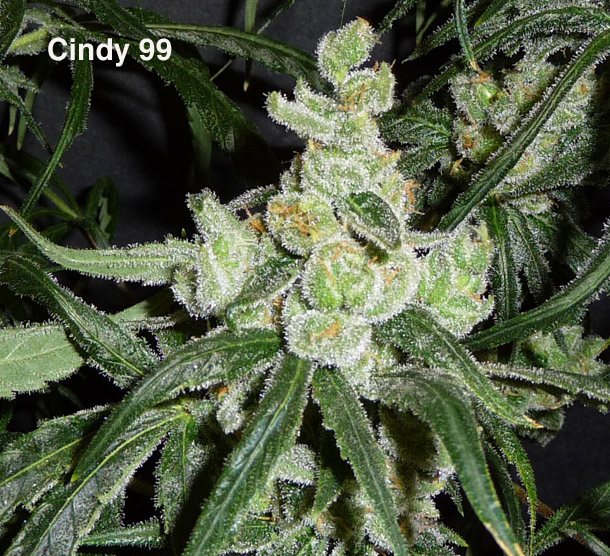 An image of Cindy 99