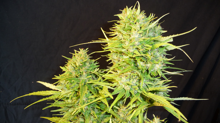 An image of Iranian Auto Flower