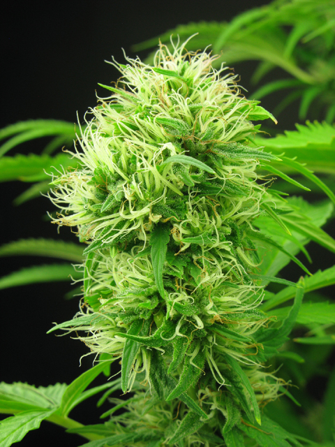 An image of Iranian Bubba Kush