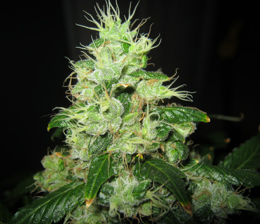 An image of Iranian Chemdawg