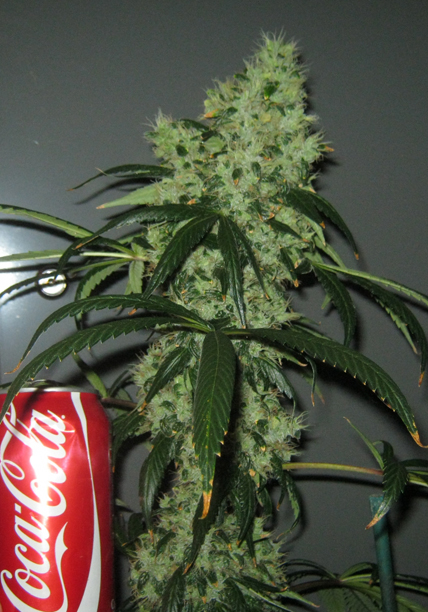 An image of Iranian Diesel