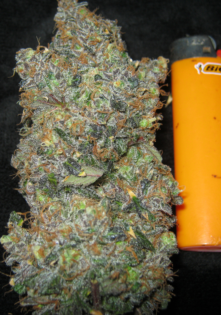 An image of Iranian OG Kush