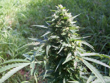 An image of Sweet 105