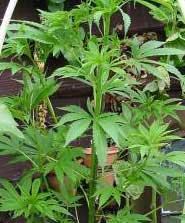 An image of Dr. Hemp #1
