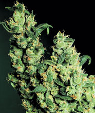 An image of Jack Herer