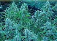 An image of White Widow