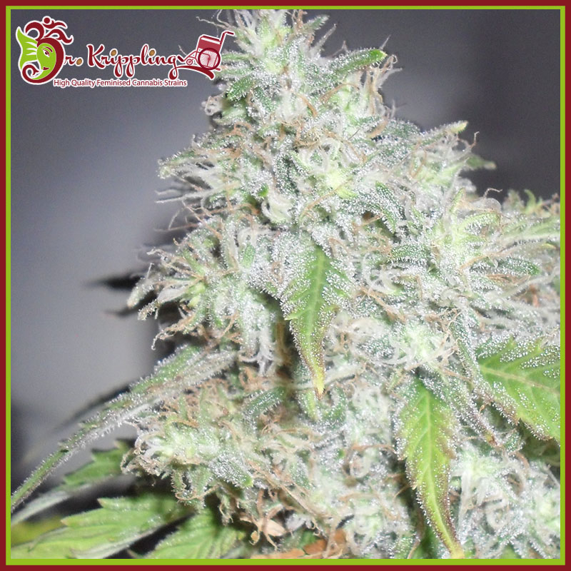 An image of Kali's White Shadow