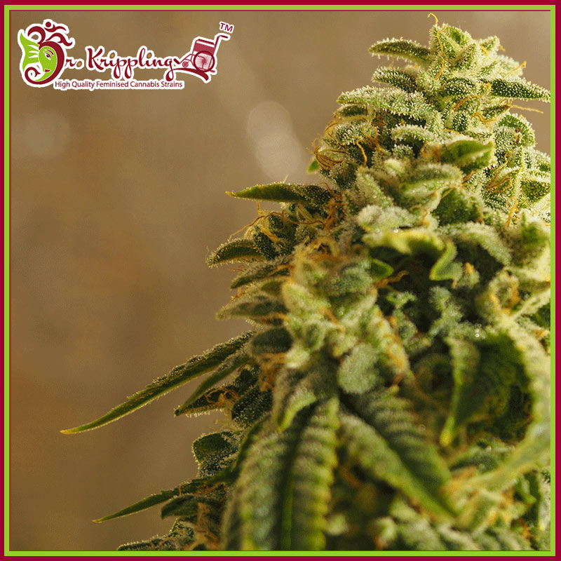 An image of Sherbert Gorilla
