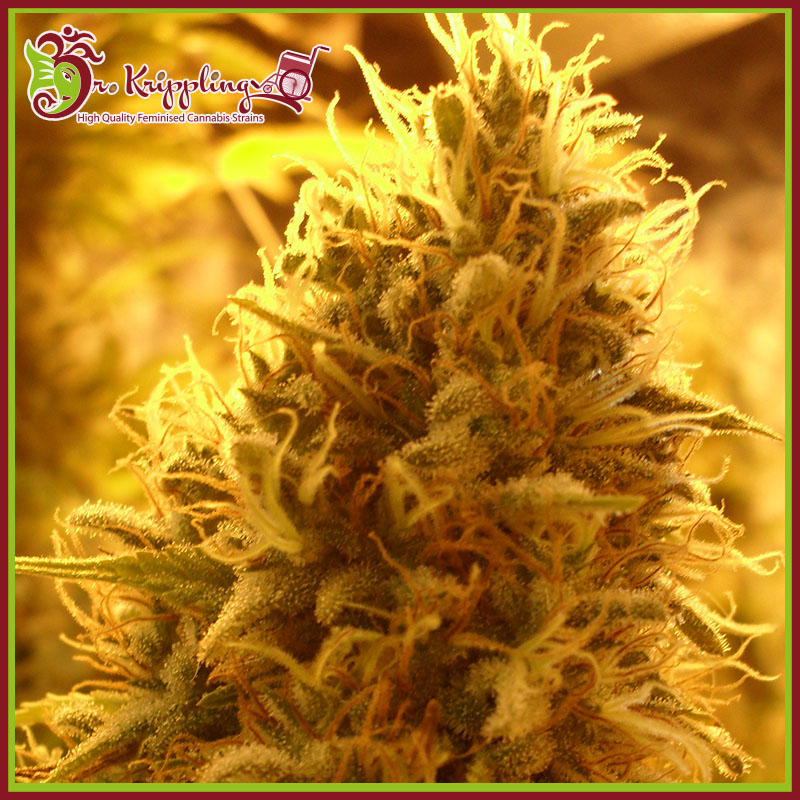An image of Puff Puff Pass Out