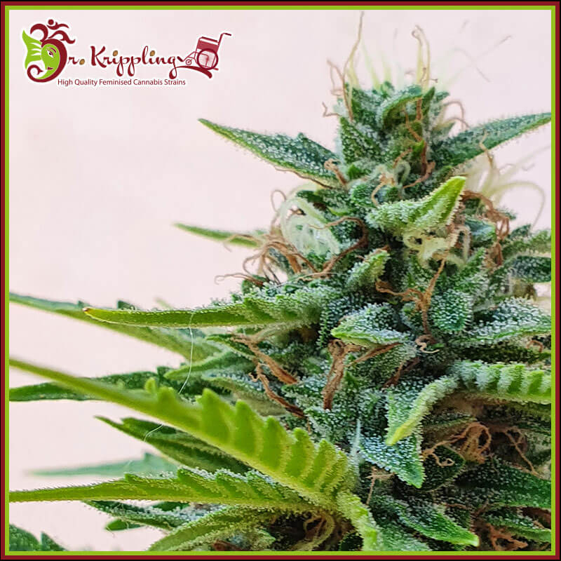 An image of Zesty Zkittles Auto