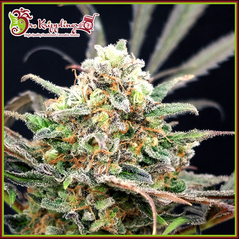 An image of Separation Cake Auto