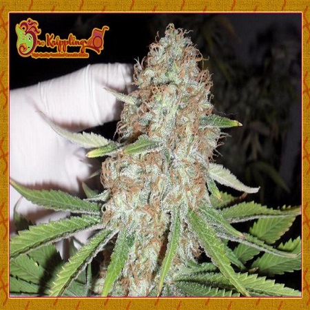 An image of Blue Kripple