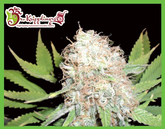 An image of Bud Bud Bling Tingz
