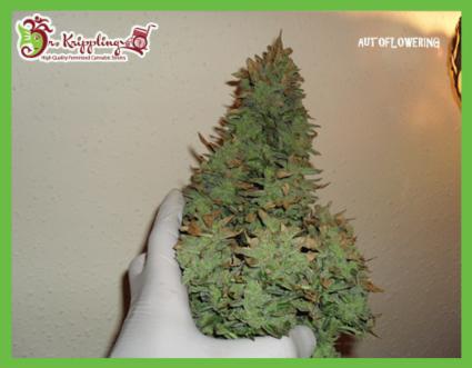 An image of Smokin' Gun Auto