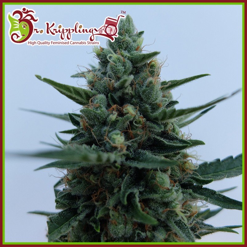 An image of White Rush Auto