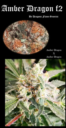 An image of Amber Dragon