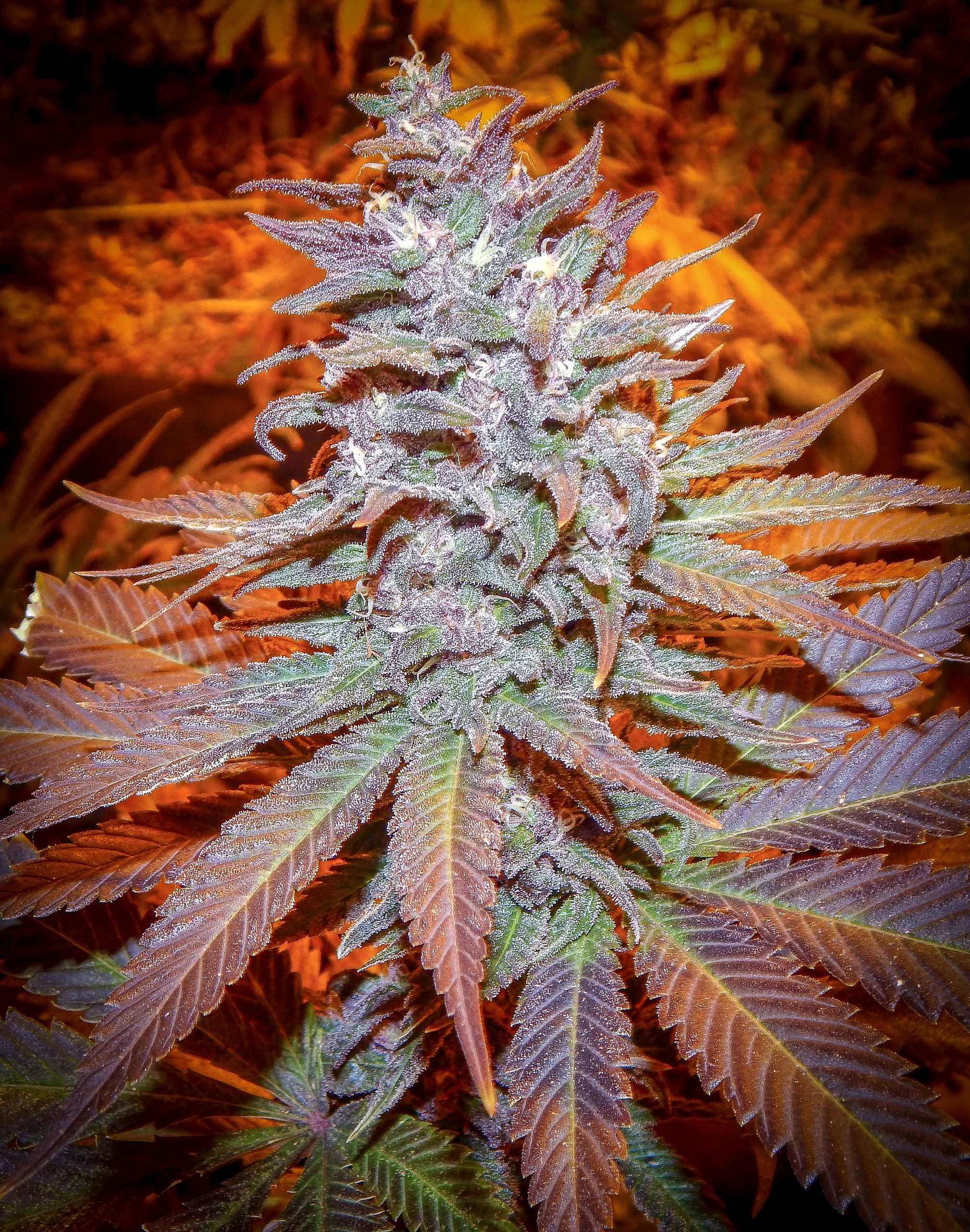 An image of Blackberry Moonshine