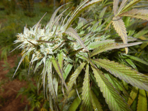 An image of Blueberry Dragon Cheese