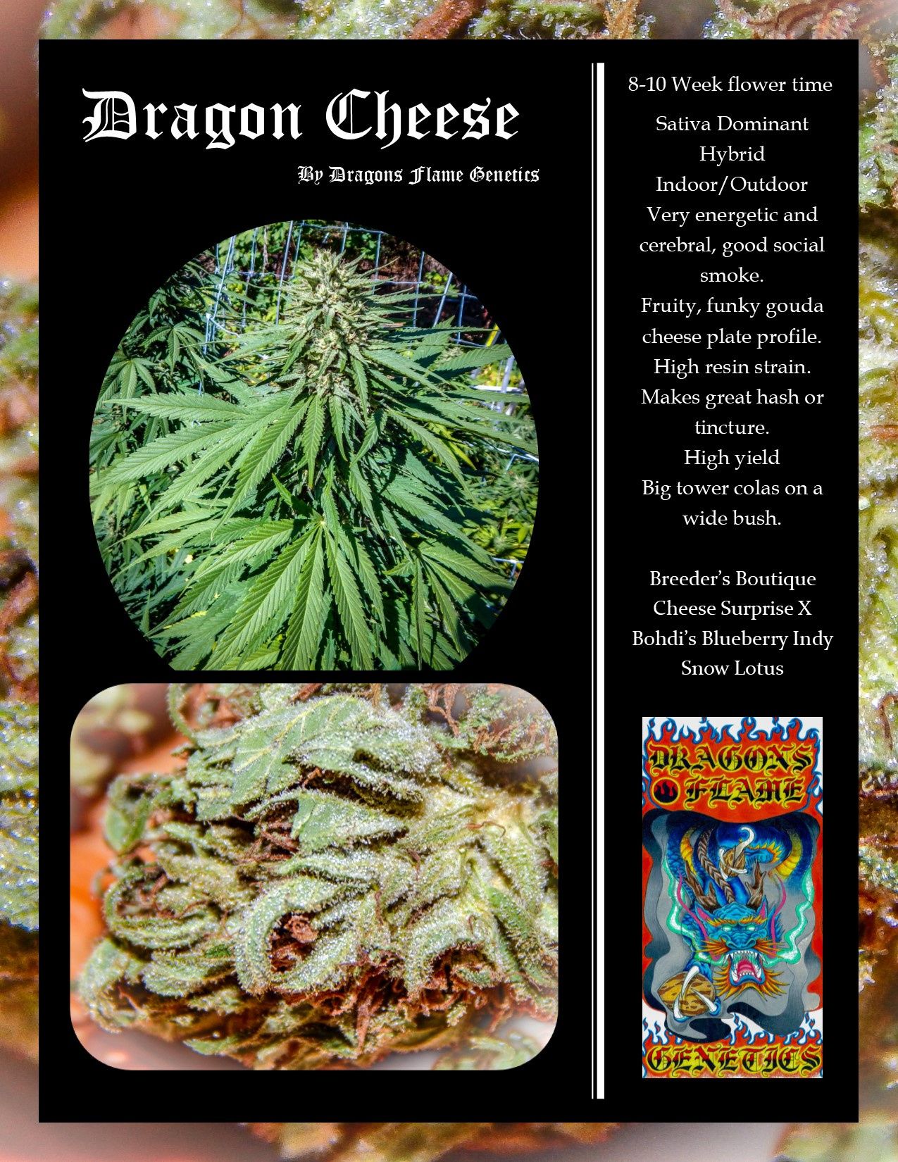 An image of Dragon Cheese