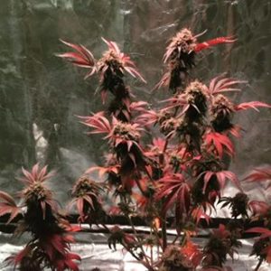 An image of Dragon Dojo