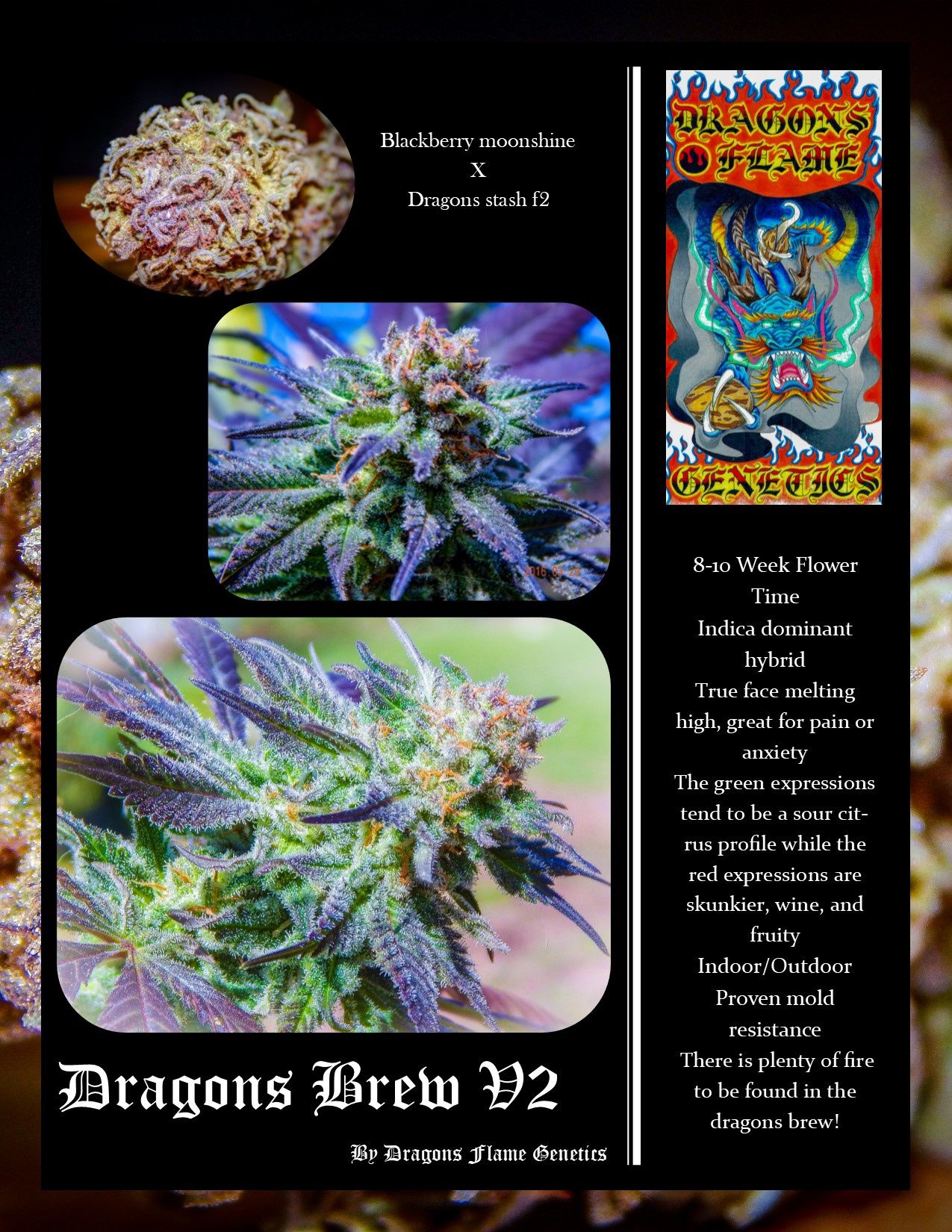 An image of Dragon's Brew