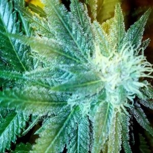 An image of Dragon’s Brew V2