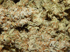 An image of Dragons Hashplant