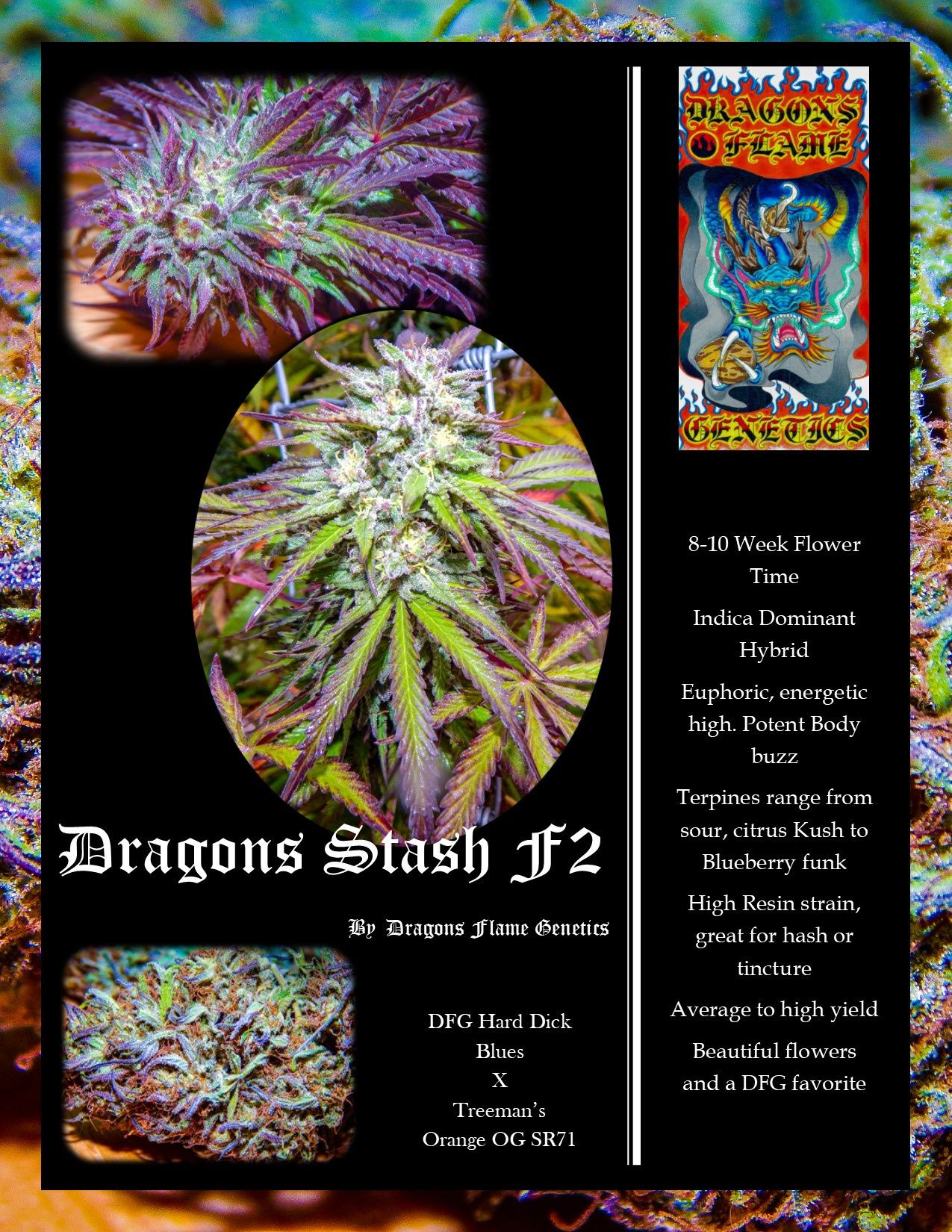 An image of Dragons Stash