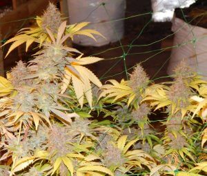 An image of Moonshine Haze
