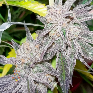 An image of Orange Stash V1