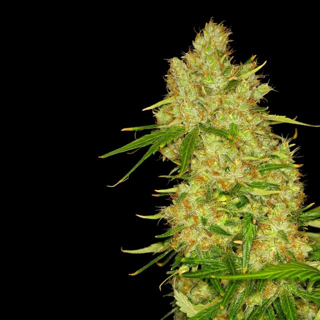 An image of Blue Bubbleberry