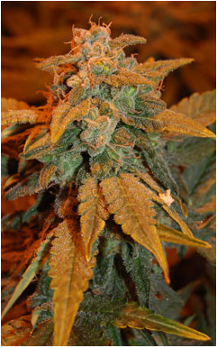 An image of Dready Berry