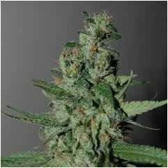 An image of Dready Cheese