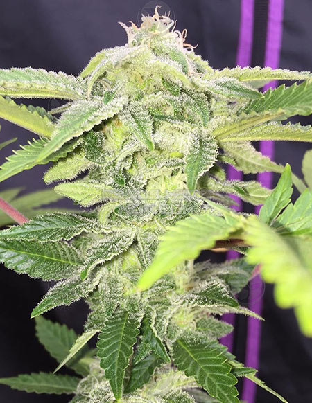 An image of Romulan x C99