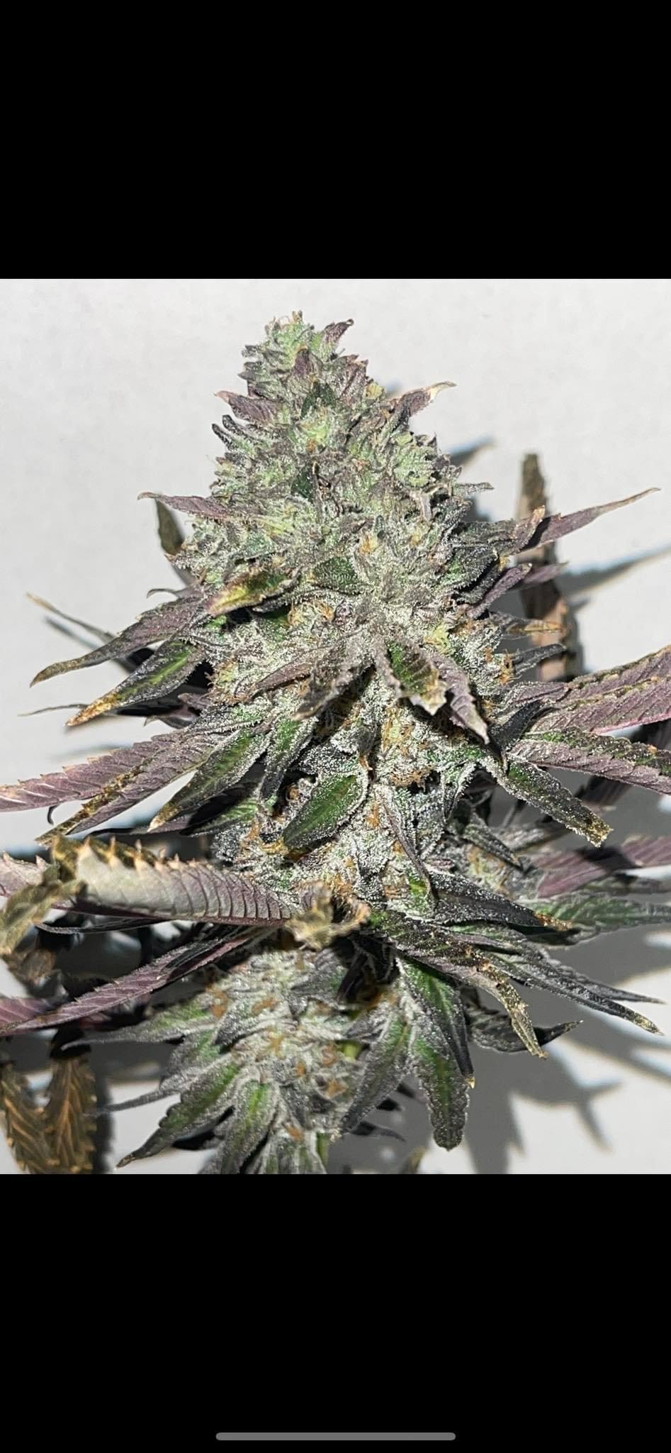 An image of BlueMeanies