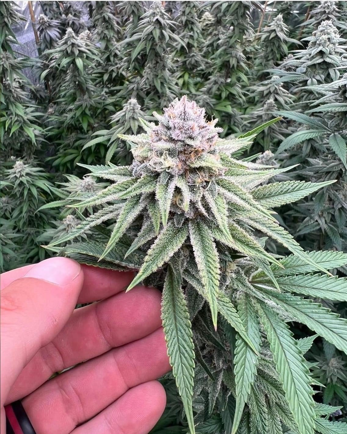 An image of Platinum Blue Balls