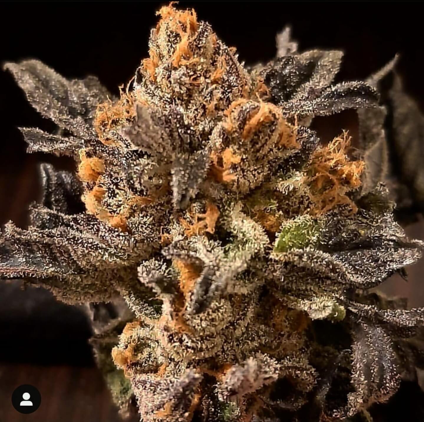 An image of Cherry Moonshine