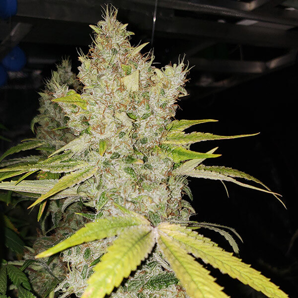 An image of Hangover Haze
