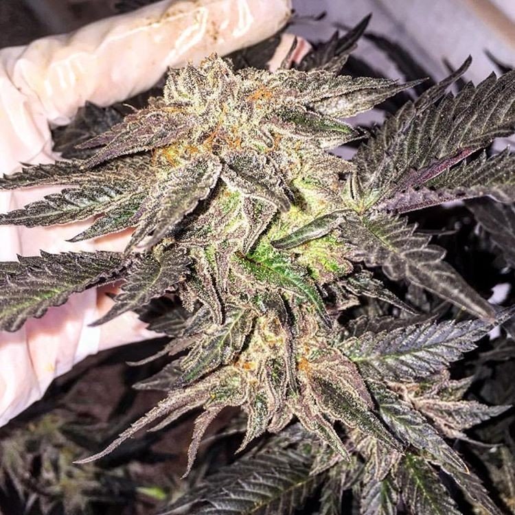 An image of Humble Pie