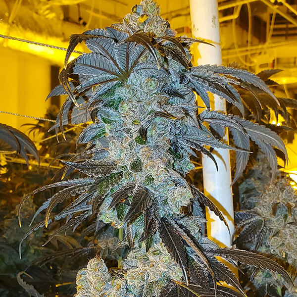 An image of MVP - Most Valuable Purp